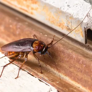 Control de cucarachas Periplaneta americana, grandes (típicas en arquetas conocidas como volantonas) o Blatella orientalis