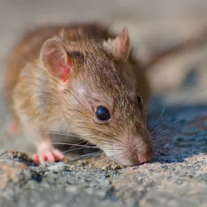 CONTROL DE RATAS Y RATONES